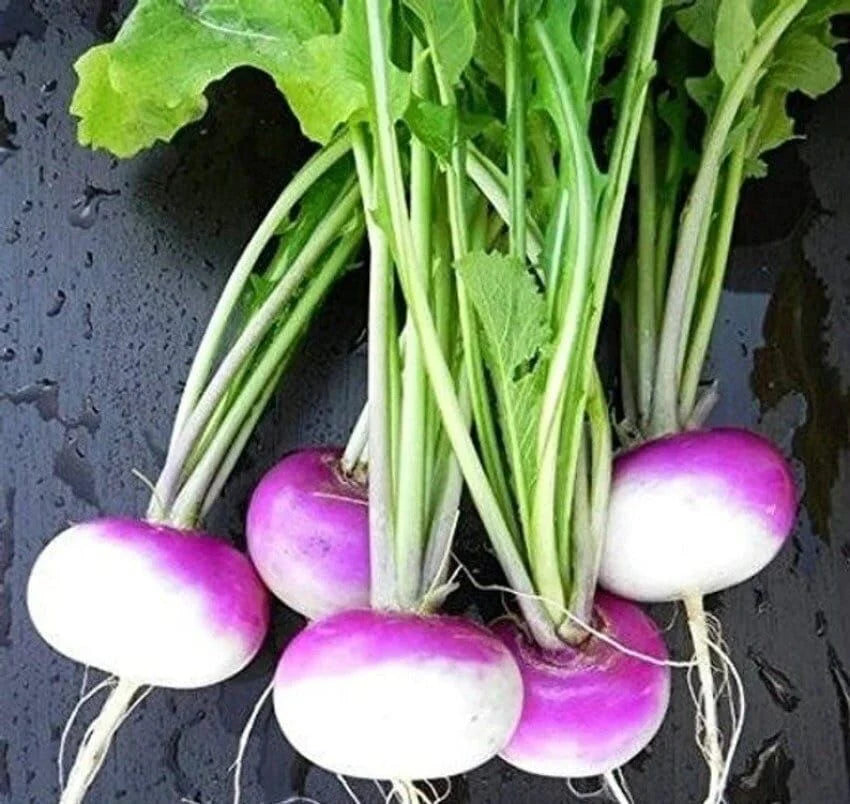 Purple Top White Globe Turnip Brassica rapa seeds for planting